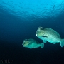 2014 Bali 28